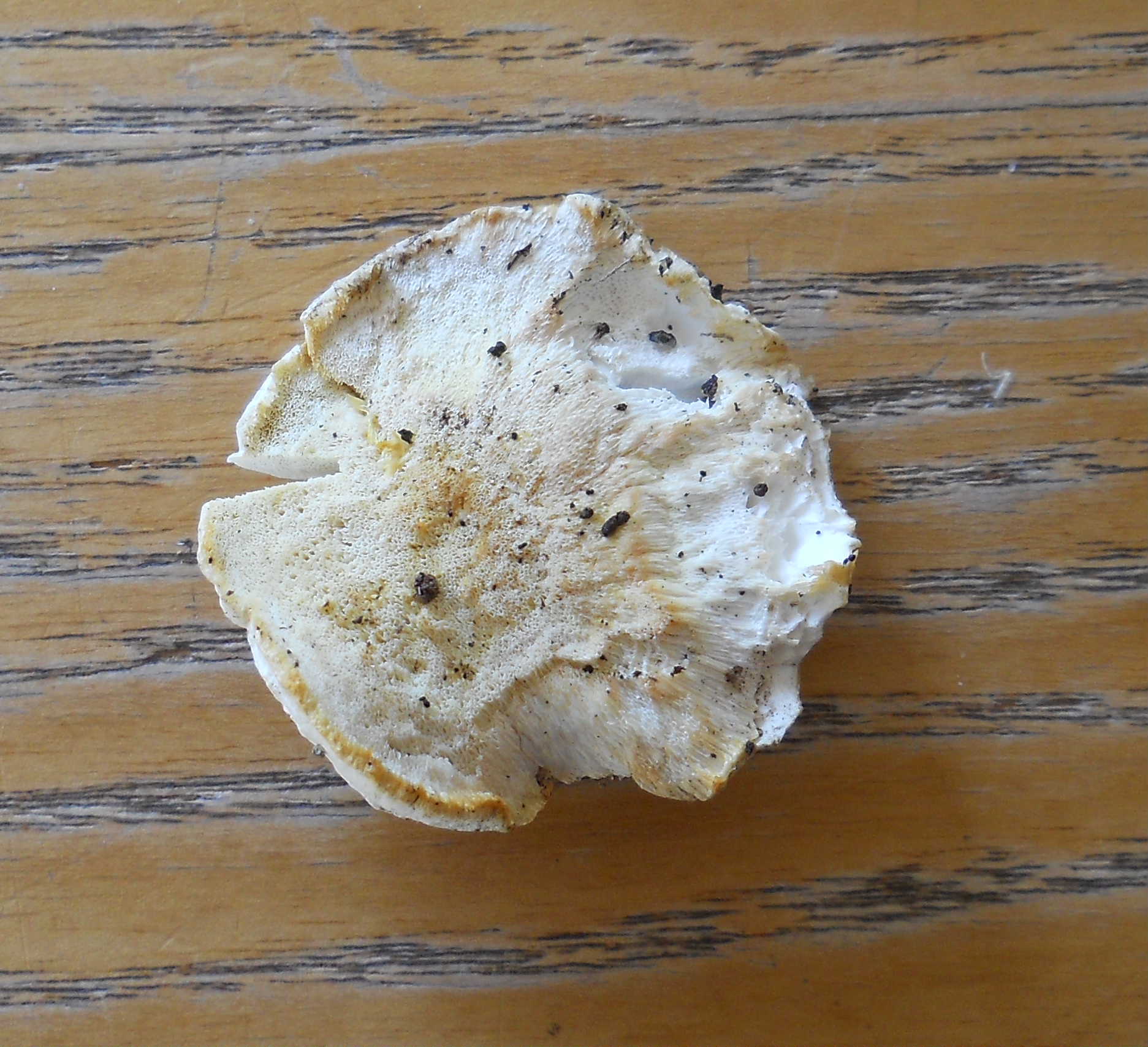 Postia tephroleuca?